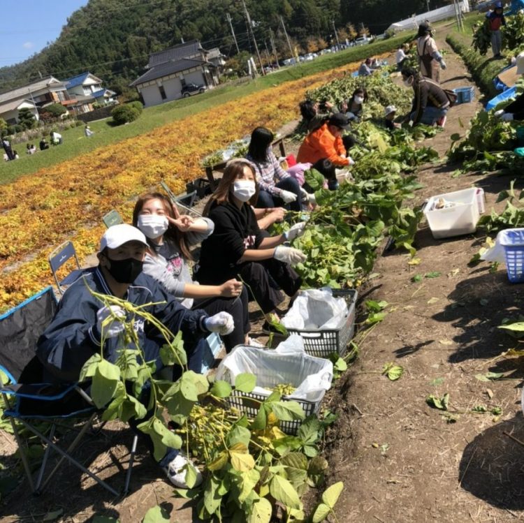 黒豆狩り