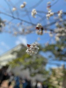 sakura