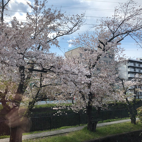 お花見会