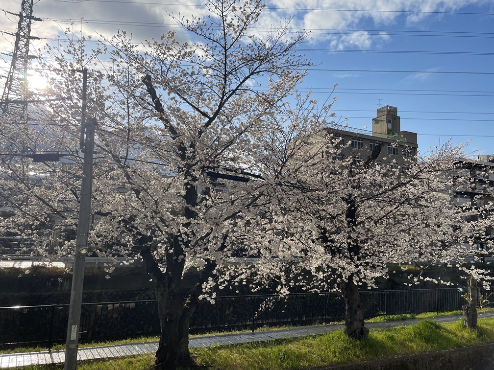 お花見